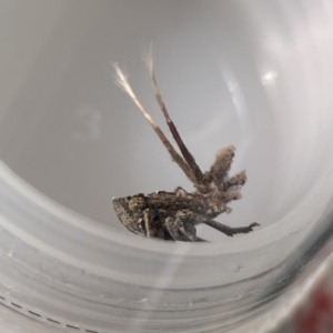 Platybrachys sp. (genus) at Mount Ainslie to Black Mountain - 24 Sep 2023 02:54 PM