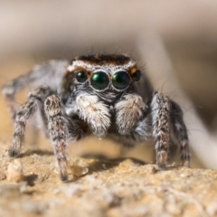 Maratus proszynskii (Peacock spider) at Rendezvous Creek, ACT - 23 Sep 2023 by patrickcox