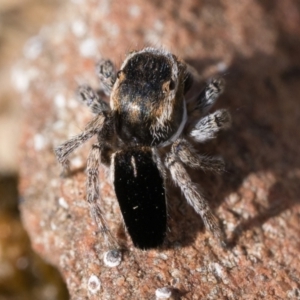 Maratus proszynskii at Rendezvous Creek, ACT - 23 Sep 2023 10:30 AM