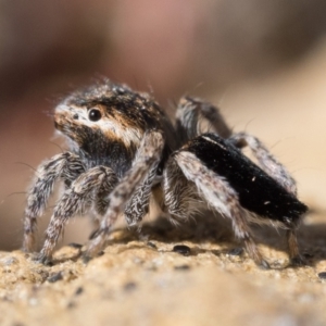 Maratus proszynskii at Rendezvous Creek, ACT - 23 Sep 2023