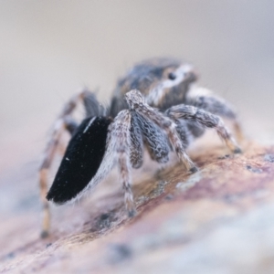 Maratus proszynskii at Rendezvous Creek, ACT - 23 Sep 2023 10:30 AM