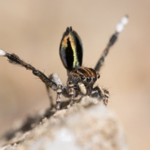 Maratus chrysomelas at Rendezvous Creek, ACT - 24 Sep 2023 10:30 AM