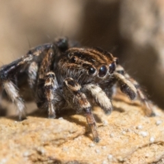 Maratus chrysomelas at Rendezvous Creek, ACT - 24 Sep 2023