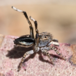 Maratus chrysomelas at Rendezvous Creek, ACT - 24 Sep 2023