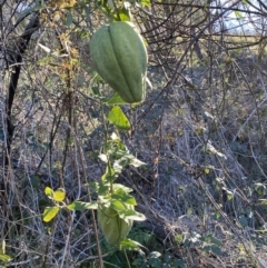 Araujia sericifera (Moth Plant) at Woodstock Nature Reserve - 24 Sep 2023 by SteveBorkowskis