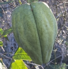 Araujia sericifera at Strathnairn, ACT - 24 Sep 2023