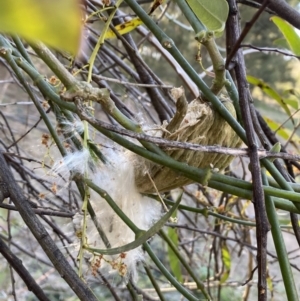 Araujia sericifera at Strathnairn, ACT - 24 Sep 2023