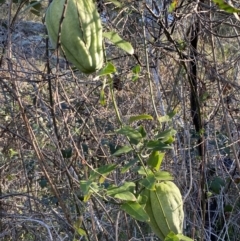 Araujia sericifera at Strathnairn, ACT - 24 Sep 2023