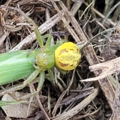 Lehtinelagia evanida (Pink Flower Spider) at Queanbeyan, NSW - 24 Sep 2023 by trevorpreston