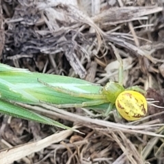 Lehtinelagia evanida at Queanbeyan, NSW - 24 Sep 2023