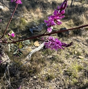 Indigofera australis subsp. australis at Bungendore, NSW - 24 Sep 2023