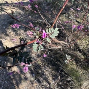 Indigofera australis subsp. australis at Bungendore, NSW - 24 Sep 2023