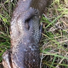 Tiliqua rugosa at Gundaroo, NSW - 13 Sep 2023