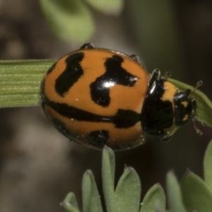 Coccinella transversalis at Higgins, ACT - 19 Sep 2023