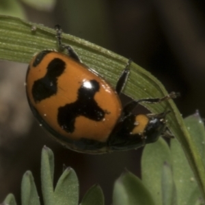 Coccinella transversalis at Higgins, ACT - 19 Sep 2023