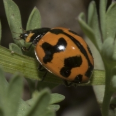 Coccinella transversalis at Higgins, ACT - 19 Sep 2023