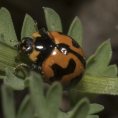 Coccinella transversalis at Higgins, ACT - 19 Sep 2023 12:01 PM