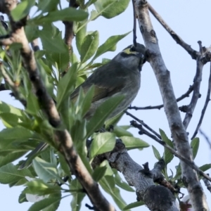 Caligavis chrysops at Higgins, ACT - 16 Sep 2023