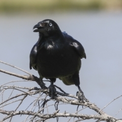 Corvus coronoides (Australian Raven) at Coombs, ACT - 20 Sep 2023 by AlisonMilton