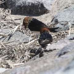 Petrochelidon ariel (Fairy Martin) at Molonglo, ACT - 20 Sep 2023 by AlisonMilton