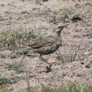 Cincloramphus cruralis at Coombs, ACT - 20 Sep 2023 11:53 AM