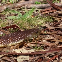 Notechis scutatus (Tiger Snake) at Rendezvous Creek, ACT - 23 Sep 2023 by Bubbles