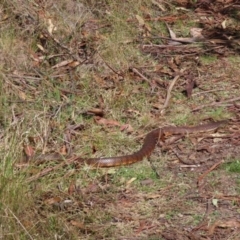 Notechis scutatus at Rendezvous Creek, ACT - 23 Sep 2023 10:00 AM