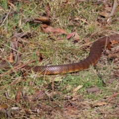 Notechis scutatus at Rendezvous Creek, ACT - 23 Sep 2023