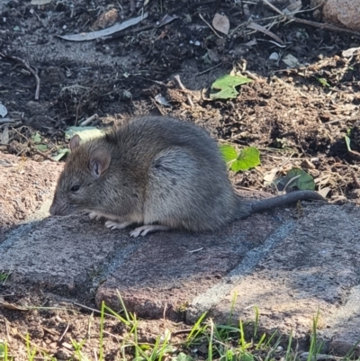 Rattus rattus (Black Rat) at Wanniassa, ACT - 24 Sep 2023 by Melwest81