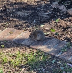 Rattus rattus at Wanniassa, ACT - suppressed