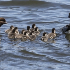 Chenonetta jubata (Australian Wood Duck) at Coombs Ponds - 20 Sep 2023 by AlisonMilton