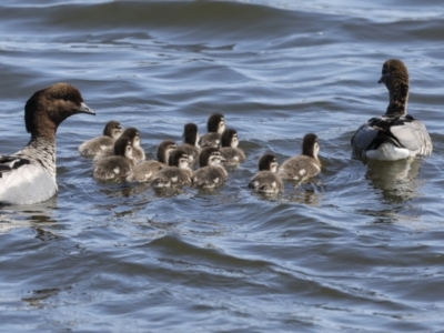 Chenonetta jubata (Australian Wood Duck) at Molonglo, ACT - 20 Sep 2023 by AlisonMilton