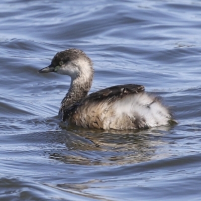 Tachybaptus novaehollandiae (Australasian Grebe) at Molonglo, ACT - 20 Sep 2023 by AlisonMilton