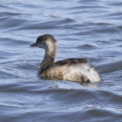 Tachybaptus novaehollandiae at Molonglo, ACT - 20 Sep 2023