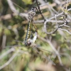 Hemicordulia tau (Tau Emerald) at Weston, ACT - 20 Sep 2023 by AlisonMilton