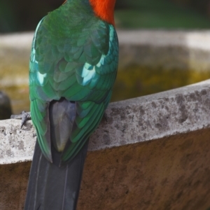 Alisterus scapularis at Sheldon, QLD - suppressed