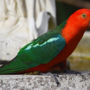 Alisterus scapularis at Sheldon, QLD - suppressed