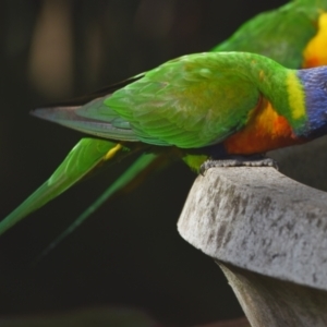 Trichoglossus moluccanus at Sheldon, QLD - 23 Sep 2023 04:05 PM