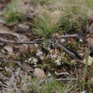 Styphelia nesophila at Rendezvous Creek, ACT - 10 Nov 2019