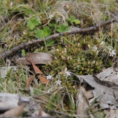 Styphelia nesophila at Rendezvous Creek, ACT - 10 Nov 2019