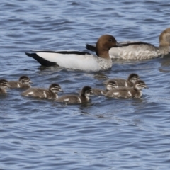 Chenonetta jubata (Australian Wood Duck) at Coombs, ACT - 20 Sep 2023 by AlisonMilton