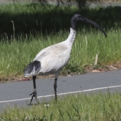 Threskiornis molucca at Coombs, ACT - 20 Sep 2023