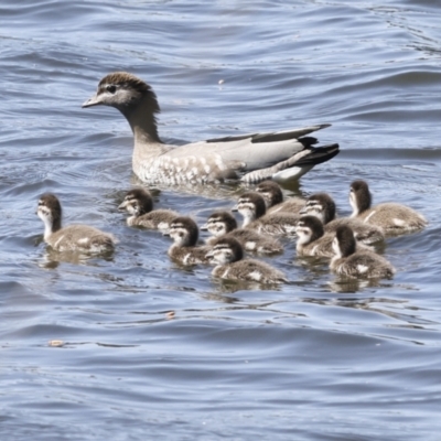 Chenonetta jubata (Australian Wood Duck) at Coombs Ponds - 20 Sep 2023 by AlisonMilton