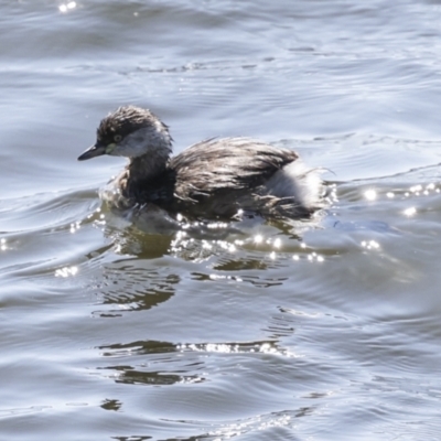 Tachybaptus novaehollandiae (Australasian Grebe) at Holder, ACT - 20 Sep 2023 by AlisonMilton