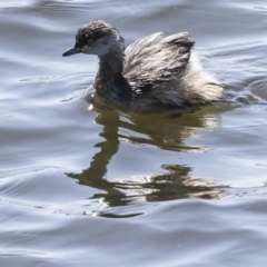 Tachybaptus novaehollandiae at Holder, ACT - 20 Sep 2023