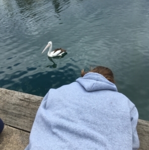 Pelecanus conspicillatus at Bermagui, NSW - 12 Oct 2019