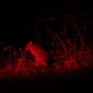 Bettongia gaimardi at Gungahlin, ACT - 15 Apr 2017 08:10 PM