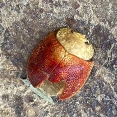 Paropsis sp. (genus) (A leaf beetle) at Woodstock Nature Reserve - 24 Sep 2023 by SteveBorkowskis