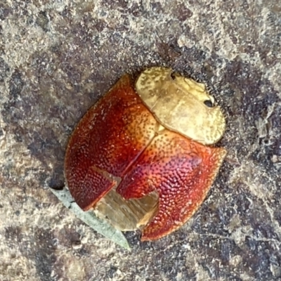 Paropsis sp. (genus) (A leaf beetle) at Woodstock Nature Reserve - 24 Sep 2023 by SteveBorkowskis