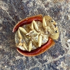 Paropsis sp. (genus) at Lower Molonglo Water Quality Control Centre - 24 Sep 2023 03:29 PM